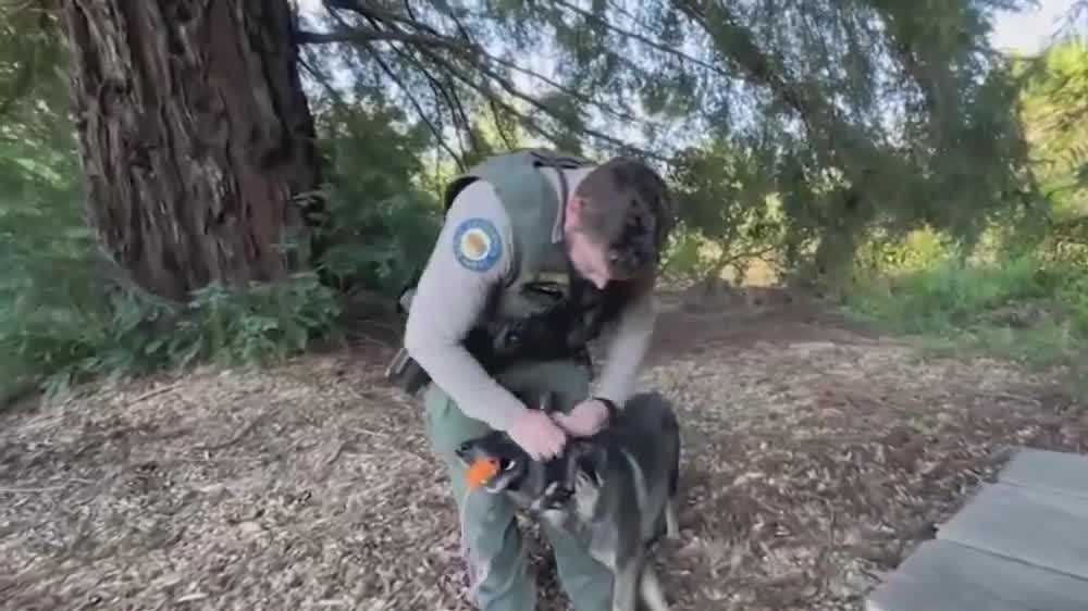 Meet the park ranger, dog credited in rescue of missing hiker in Santa Cruz mountains