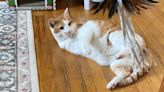 An open letter to the person who took my cat: Please bring Eddie home | Letters