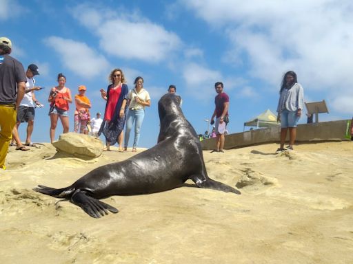 La batalla de La Jolla: turistas y leones marinos se disputan una playa de California