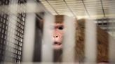 Monkey breeders sue Georgia county officials after they peel away tax benefits for new facility