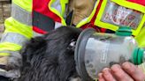 Elderly pooch given oxygen treatment after bungalow blaze