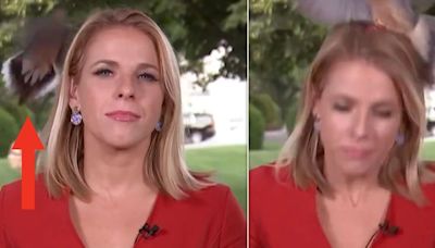 Bird Lands On White House Reporter's Head Moments Before Live Shot