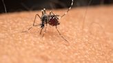 Italiener erkranken an Tropen-Virus - Was ist das Oropouche-Virus und wie gefährlich ist es?