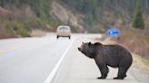 Tennessee issues black bear warning for motorists - TheTrucker.com