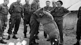 La triste historia de Wojtek, el oso que ayudó a soldados polacos a ganarle una batalla a los nazis