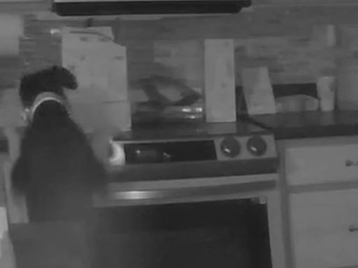 Watch: Dog starts house fire by accidentally switching on stovetop