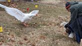 Widowed Geese Get a Second Chance at Love: 'They Never Leave Each Other's Side'