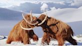 Hallan cromosomas fosilizados en un mamut de 52.000 años - Diario Hoy En la noticia