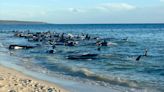Australia. Mueren 26 ballenas y más de cien quedan varadas en las costas de una playa