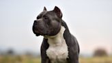 U.K. proposes ban on American XL bully dogs, prompting fierce debate