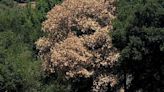 Bill Pramuk, Trees and People in Napa Valley: Sudden Oak Death Walk and Talk Workshop planned