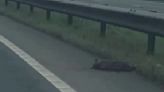 Woman spots ‘dead puma’ on side of road