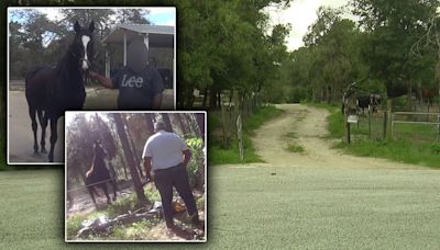 Florida’s illegal horse meat trade: Undercover video shows racehorse butchered on camera