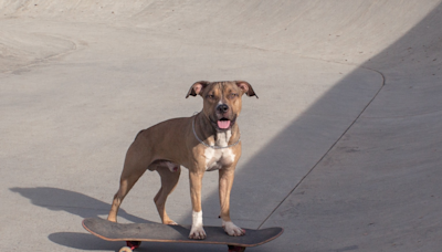 Dog’s Mad Skills Riding a One-Wheel Skateboard Make Him a True Pro