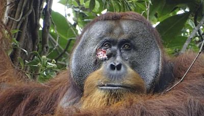 Suceso histórico: un orangután logró curarse sus propias heridas - Diario Hoy En la noticia