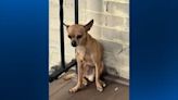 Bellevue police looking for owner of dog found in borough