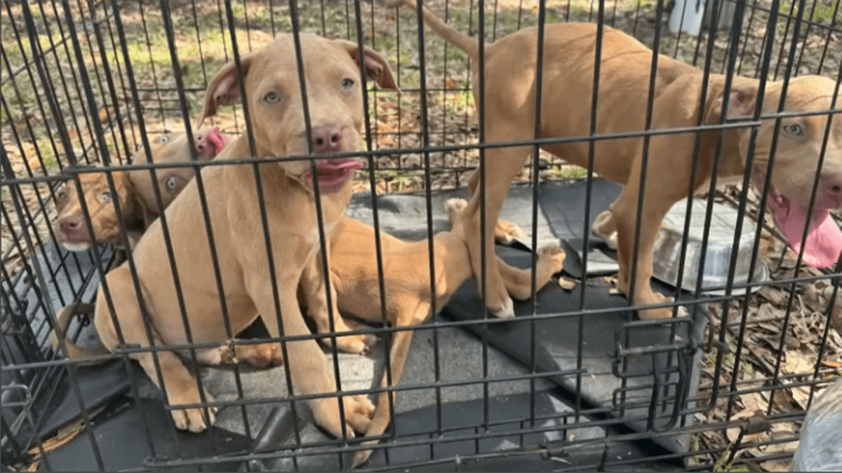 Sick and malnourished puppies abandoned outside Humane Society in North Miami Beach