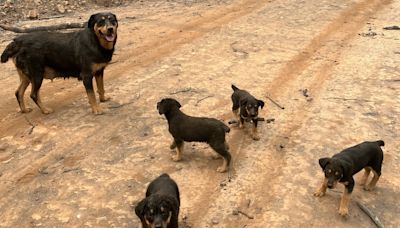 California lawman rescues Rottweiler and her puppies from park wildfire