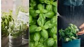 How often to water basil