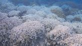 How coral bleaching threatens the fragile ecology of the Lakshadweep Islands