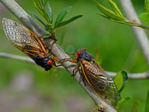 Cicada map shows states where broods have emerged