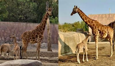 Nace jirafa en Zoológico de San Juan de Aragón
