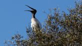 US proposes removing wood stork from endangered species list