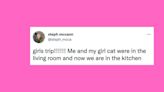 21 Of The Funniest Tweets About Cats And Dogs This Week (May 7-13)