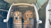 30 Golden Retrievers Saved From Horrific Backyard Breeding Operation