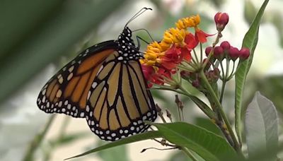 Monarch butterfly population should increase during northbound migration