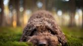 Family Rushing Injured Labradoodle to Emergency Vet Held at Gunpoint by Police