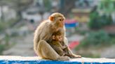 Harvard study on monkeys reignites debate over animal testing