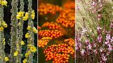 Best drought-tolerant flowering perennials – 12 beautiful blooms that need little water