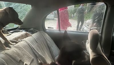 Four dogs trapped in a car for a week are now found safe - WDEF