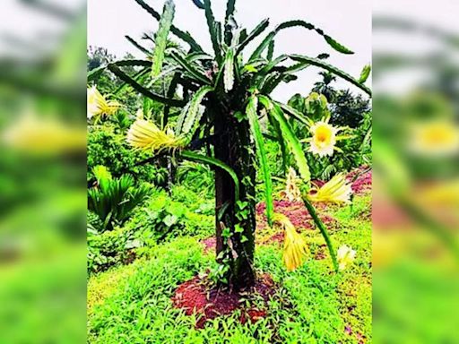 Dragon Fruit Cultivation on the Rise in Coastal Areas | Mangaluru News - Times of India