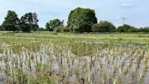 First look at new M25 Surrey nature reserve as plans underway near Wisley Interchange