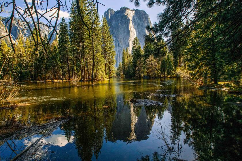 Ultra-runner near the end of a 50-mile excursion attacked by a bear in Yosemite Valley