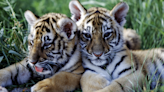 French Zoo Announces Birth of Two Endangered Sumatran Tiger Cubs