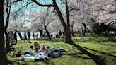 ‘Peak bloom!’: Cherry blossoms open early in DC, park service announces
