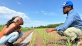 On a former cotton plantation in Louisiana, a Black farmers' cooperative is reclaiming the land and money their ancestors lost