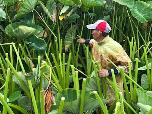 颱風凱米近逼 苗縣公館農民搶收紅棗砍芋頭葉