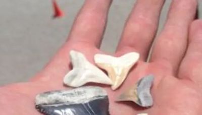 These five beaches in Palm Beach County are known in Florida for shark tooth hunting