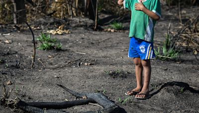 Investigação de ONG acha fluxo de gado entre Terra Indígena Apyterewa e JBS, Marfrig e Minerva