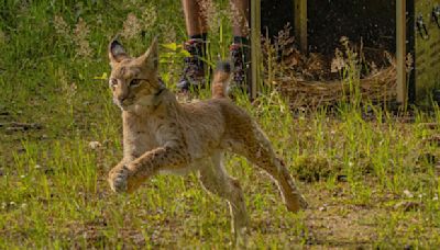 Determined Young Lynx Wins Freedom From German Zoo