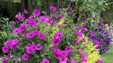 The Garden Guy: The trumpet call has sounded, it’s going to be a Supertunia summer