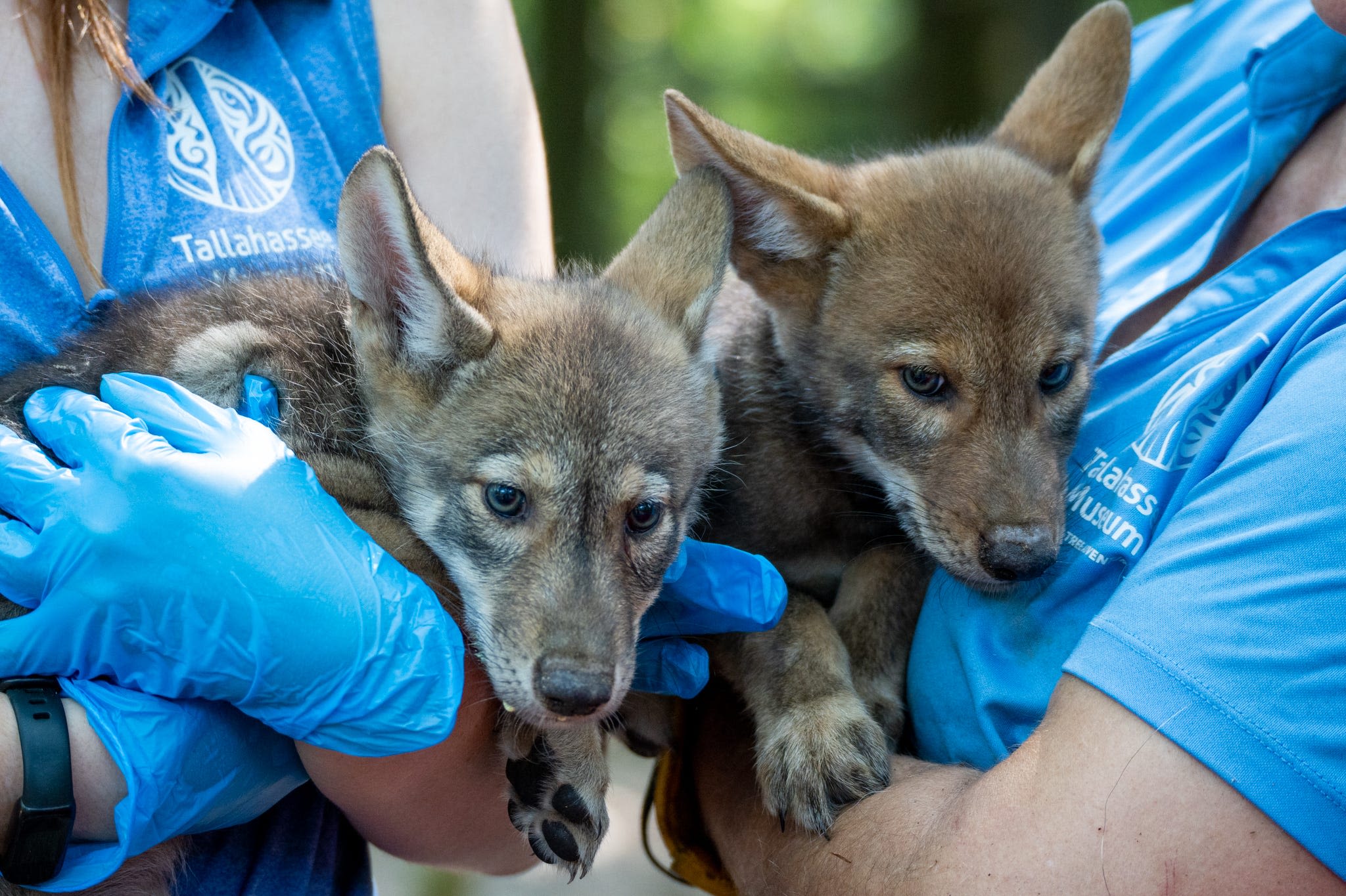 Two red wolf pups – world's 'most endangered canine' – born at Tallahassee Museum