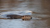 No longer considered predators, Oregon beavers get new protections from state