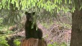 Bearing witness: Young bears get the boot from mom | Juneau Empire