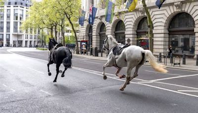 I cavalli della famiglia reale fuggono ed è il caos a Londra