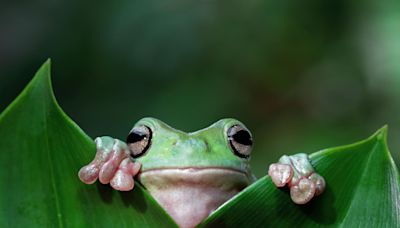 Intents Could Frog Leap The Complexity Of Defi